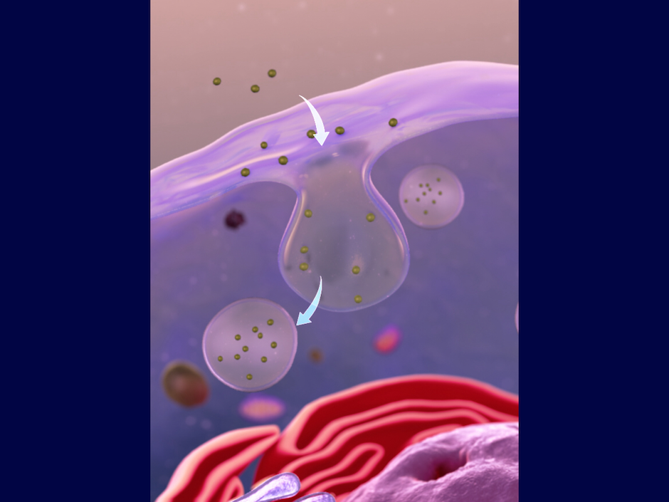 西浦学者探索揭秘妨碍干细胞内药物递送的关键环节