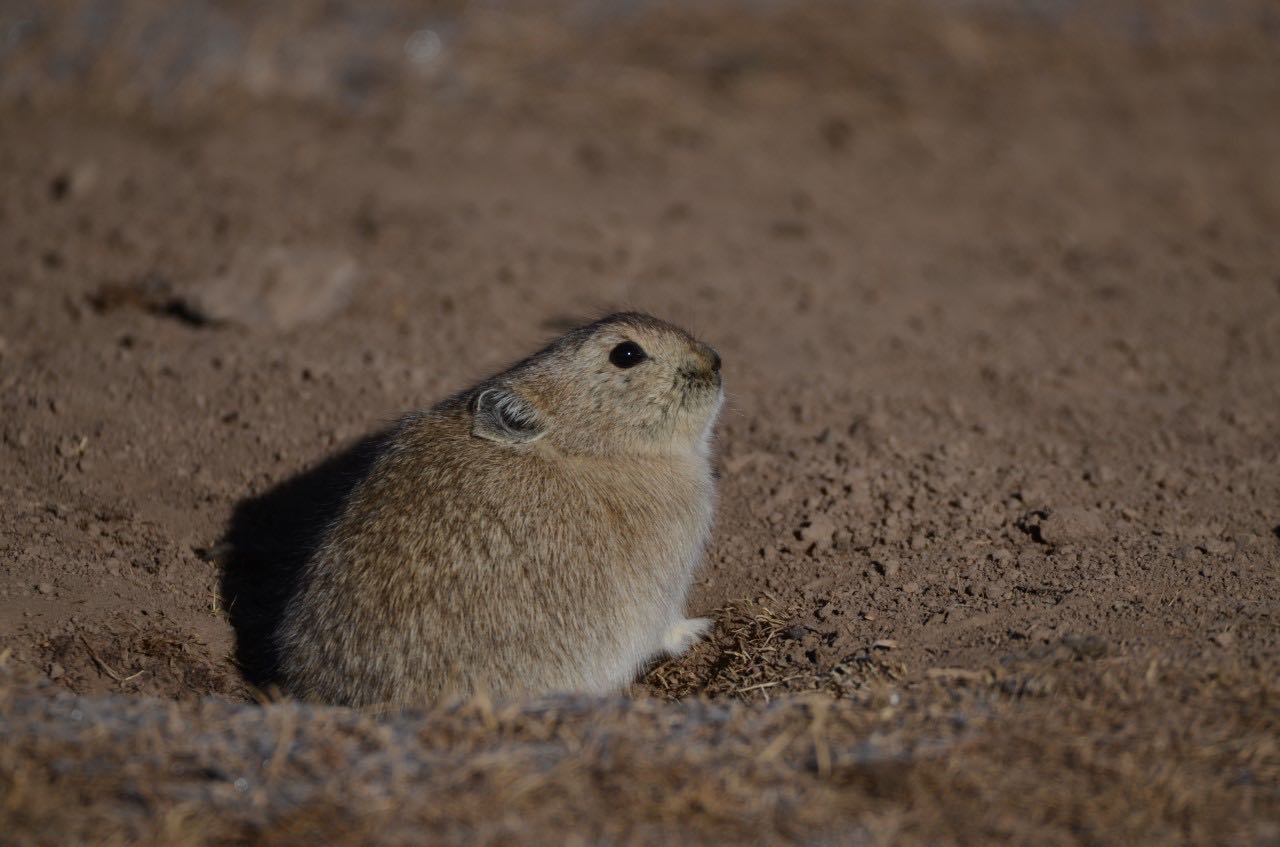 西浦学者呼吁：保护草原生态系统，停止灭杀高原鼠兔